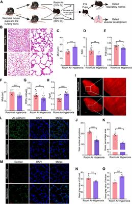 Deficiency of endothelial FGFR1 alleviates hyperoxia-induced bronchopulmonary dysplasia in neonatal mice